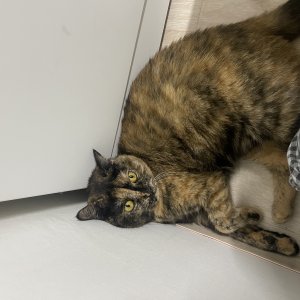 고양이 주인을 찾습니다 고양이 전단지