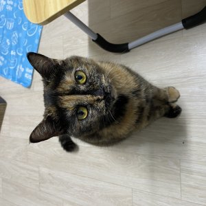 고양이 구조 코리아쇼트헤어 서울특별시 동대문구