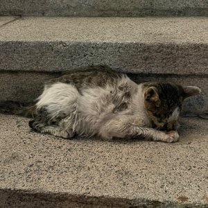 고양이 구조 코리아쇼트헤어 대구광역시 중구