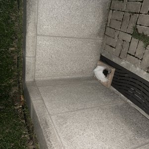고양이 주인을 찾습니다 고양이 전단지
