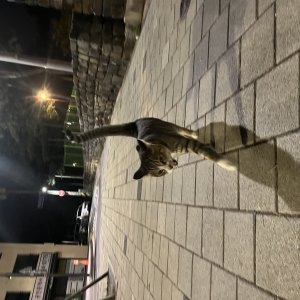 고양이 주인을 찾습니다 고양이 전단지