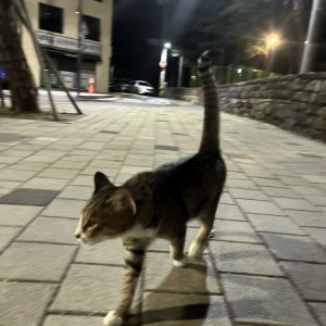 고양이 목격 코리아쇼트헤어 서울특별시 송파구