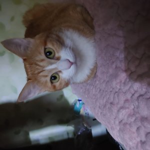 고양이를 찾습니다 고양이 전단지