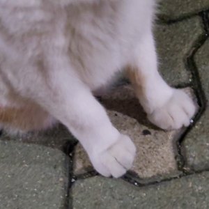 고양이 주인을 찾습니다 고양이 전단지