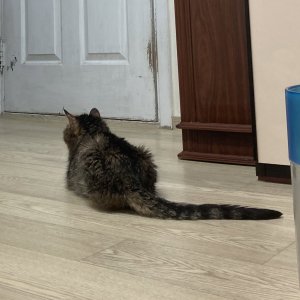 고양이를 찾습니다 고양이 전단지