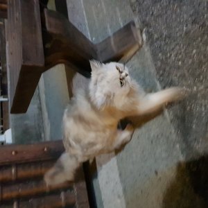 고양이 주인을 찾습니다 고양이 전단지