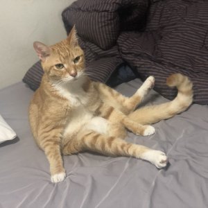 고양이 실종 코리아쇼트헤어 경기도 의정부시