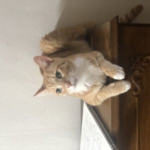 고양이를 찾습니다 고양이 전단지