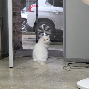 고양이를 찾습니다 고양이 전단지