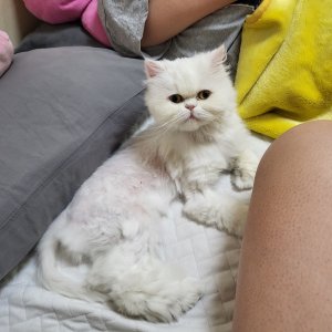 고양이 실종 페르시안 대전광역시 유성구