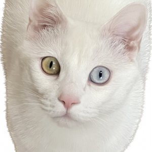 고양이 실종 터키시앙고라 경상남도 거창군