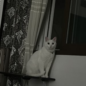 고양이를 찾습니다 고양이 전단지