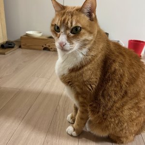 고양이 실종 코리아쇼트헤어 부산광역시 수영구