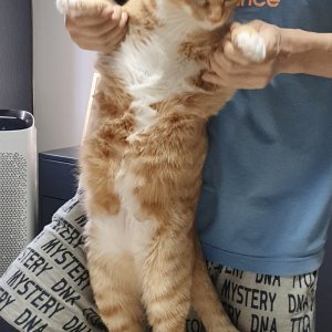 고양이를 찾습니다 고양이 전단지