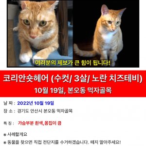 고양이 실종 코리아쇼트헤어 경기도 안산시 상록구
