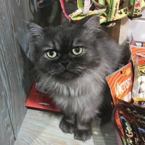 고양이 실종 페르시안 부산광역시 강서구