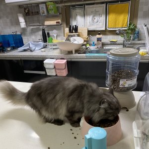 고양이를 찾습니다 고양이 전단지