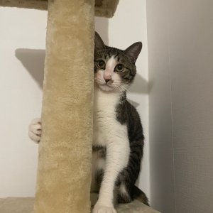 고양이를 찾습니다 고양이 전단지