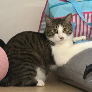 고양이 실종 코리아쇼트헤어 서울특별시 도봉구