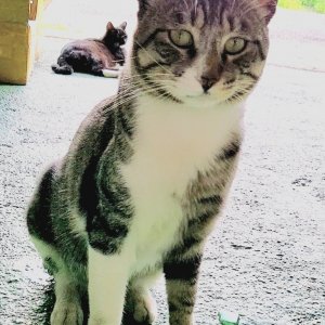 고양이를 찾습니다 고양이 전단지