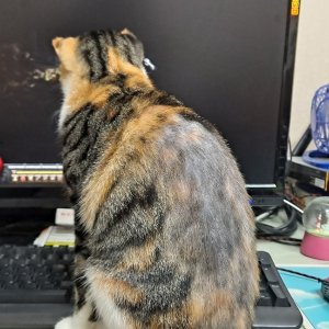 고양이를 찾습니다 고양이 전단지