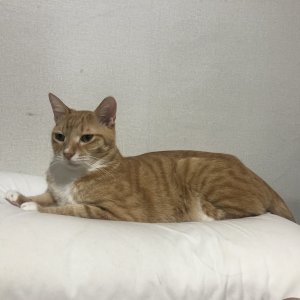 고양이를 찾습니다 고양이 전단지