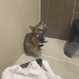 고양이 주인을 찾습니다 고양이 전단지