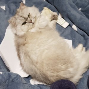 고양이를 찾습니다 고양이 전단지