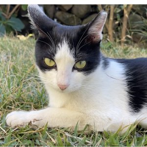고양이를 찾습니다 고양이 전단지