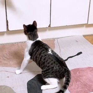 고양이를 찾습니다 고양이 전단지