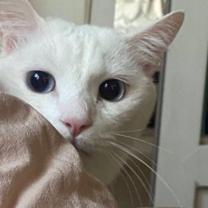 고양이를 찾습니다 고양이 전단지