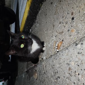 고양이 주인을 찾습니다 고양이 전단지