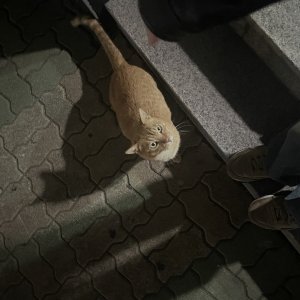 고양이 목격 코리아쇼트헤어 서울특별시 중랑구