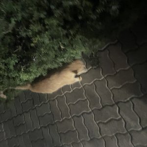 고양이 주인을 찾습니다 고양이 전단지