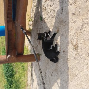 고양이 실종 코리아쇼트헤어 경기도 화성시