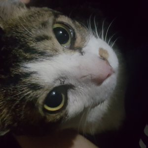 고양이를 찾습니다 고양이 전단지
