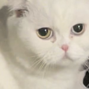 고양이 목격 스코티시폴드 서울특별시 강남구