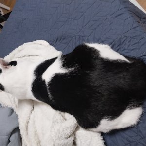고양이를 찾습니다 고양이 전단지