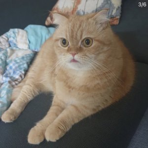 고양이 실종 스코티시폴드 경기도 화성시