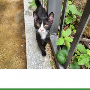 고양이 실종 코리아쇼트헤어 부산광역시 동래구
