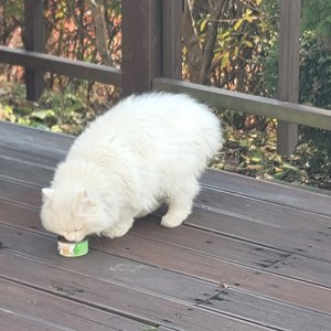 고양이 목격 페르시안 경기도 안성시
