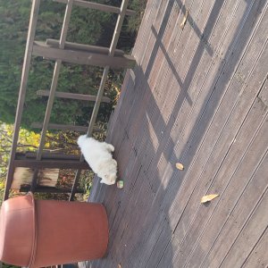고양이 주인을 찾습니다 고양이 전단지