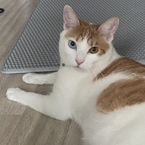 고양이를 찾습니다 고양이 전단지