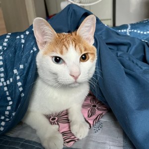 고양이 실종 코리아쇼트헤어 부산광역시 금정구