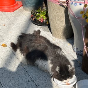 고양이 목격 페르시안 서울특별시 영등포구