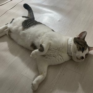 고양이를 찾습니다 고양이 전단지