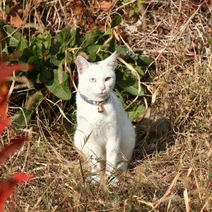 고양이 목격 터키시앙고라 전라북도 전주시 완산구