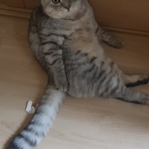 고양이 실종 아메리칸쇼트헤어 울산광역시 동구