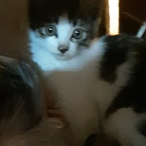 고양이를 찾습니다 고양이 전단지