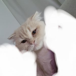 고양이 실종 스코티시폴드 서울특별시 강남구